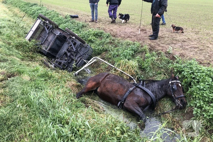 Paard en wagen valt in sloot