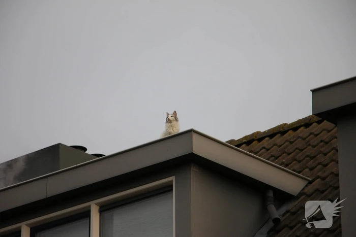 Brandweer redt kat van dak