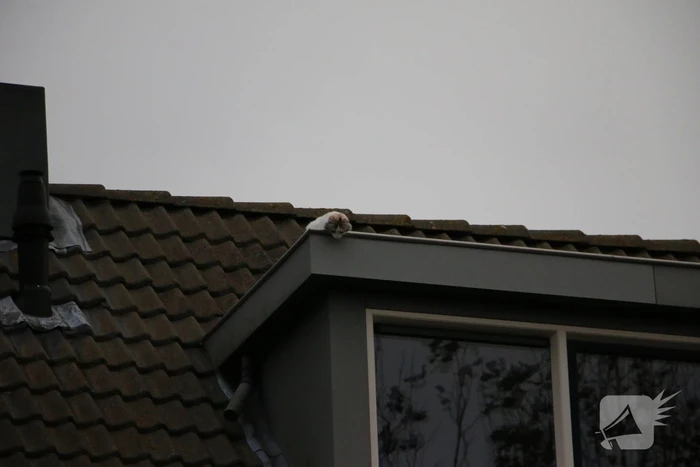 Brandweer redt kat van dak