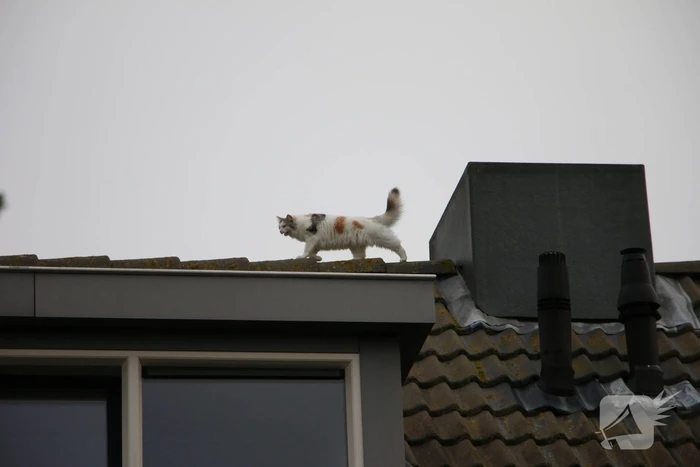 Brandweer redt kat van dak