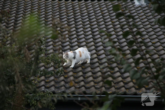 Brandweer redt kat van dak