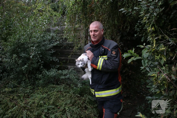 Brandweer redt kat van dak