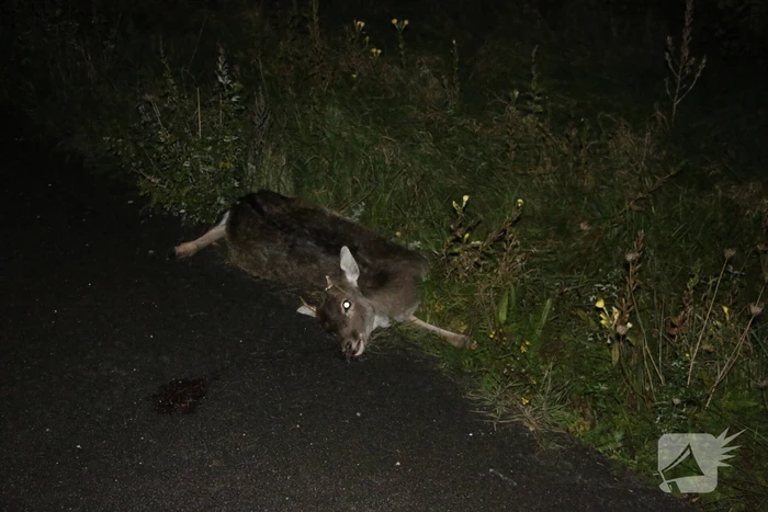 ongeval provincialeweg - n206 de zilk