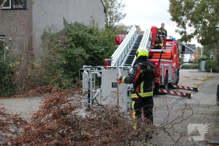 Gevaarlijke hangende tak zorgt voor onveilige situatie.