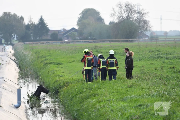 Brandweer haalt paard uit sloot