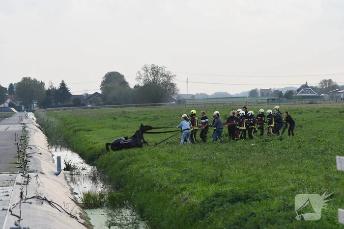 Brandweer haalt paard uit sloot