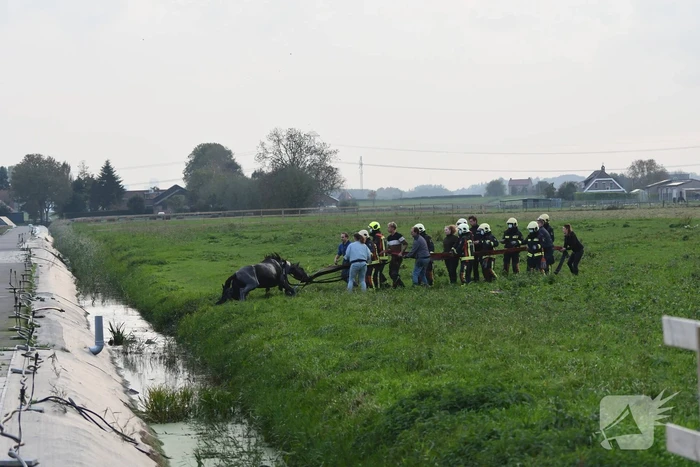 Brandweer haalt paard uit sloot