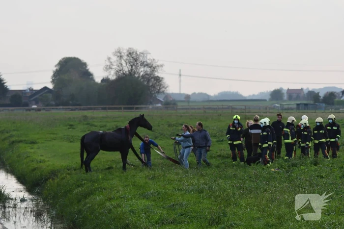 Brandweer haalt paard uit sloot