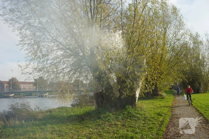 Boom mogelijk in brand door vuurwerk