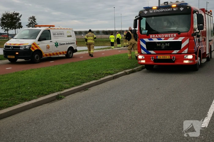 Brandweer redt zwaan met gebroken vleugel