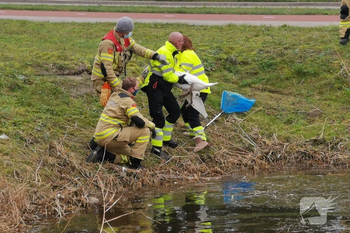 Brandweer redt zwaan met gebroken vleugel