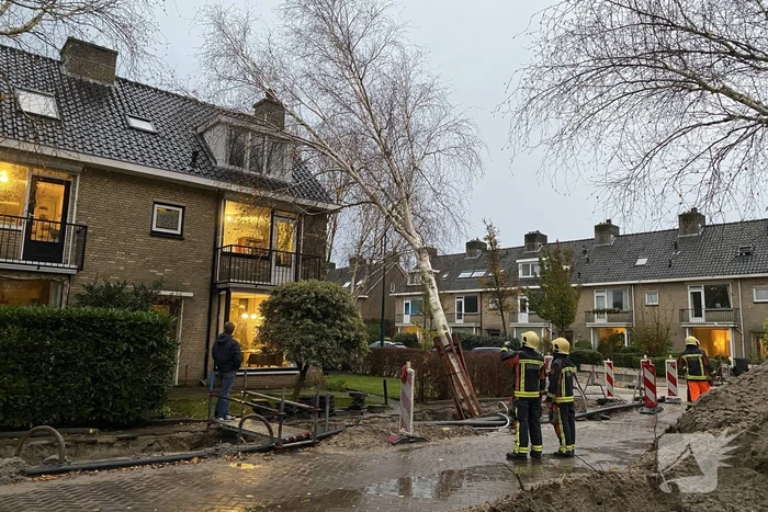 Bomen dreigen tegen woningen te vallen