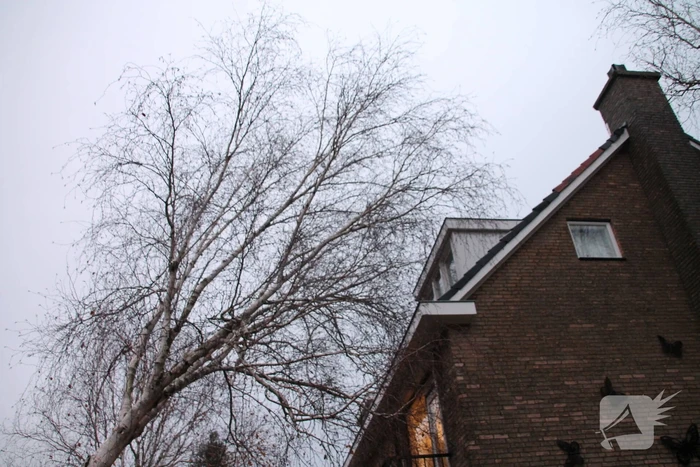 Bomen dreigen tegen woningen te vallen