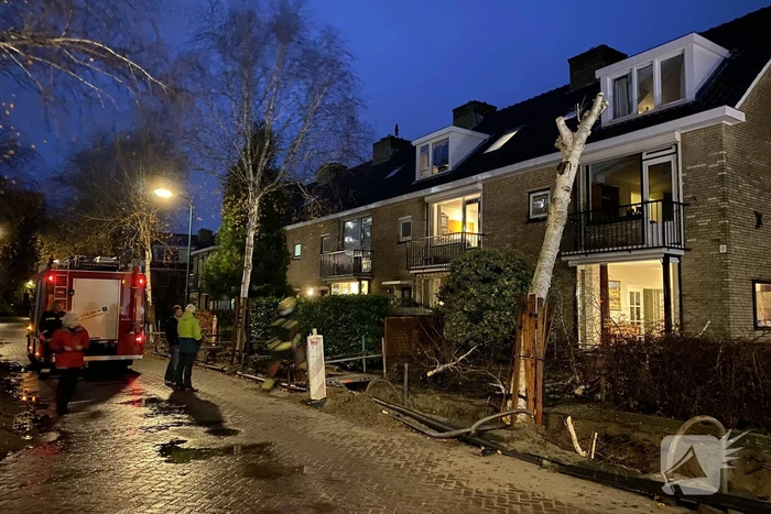 Bomen dreigen tegen woningen te vallen