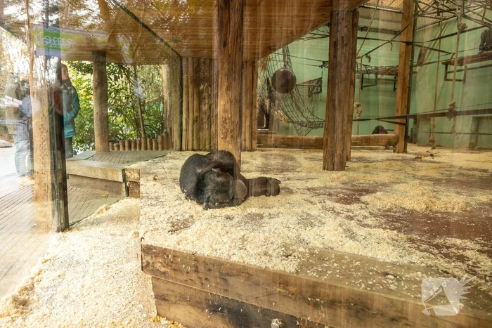 Dierenpark Amersfoort heeft haar deuren weer geopend