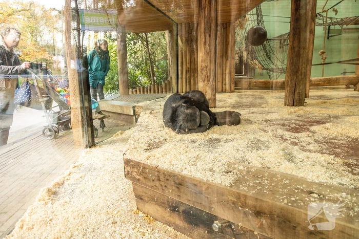 Dierenpark Amersfoort heeft haar deuren weer geopend