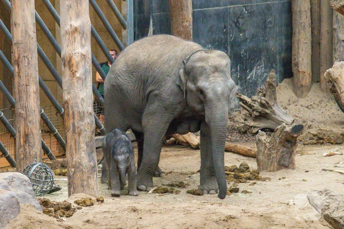 Dierenpark Amersfoort heeft haar deuren weer geopend