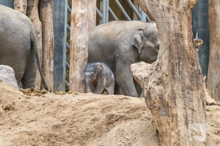 Dierenpark Amersfoort heeft haar deuren weer geopend