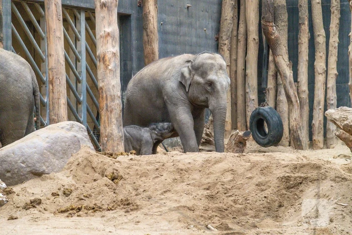 Dierenpark Amersfoort heeft haar deuren weer geopend