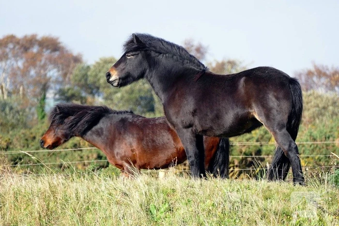 Eigenaar gezocht van 13 loslopende Shetland pony's