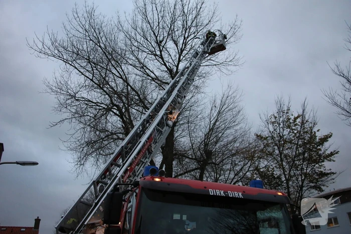 Brandweer red kat uit boom