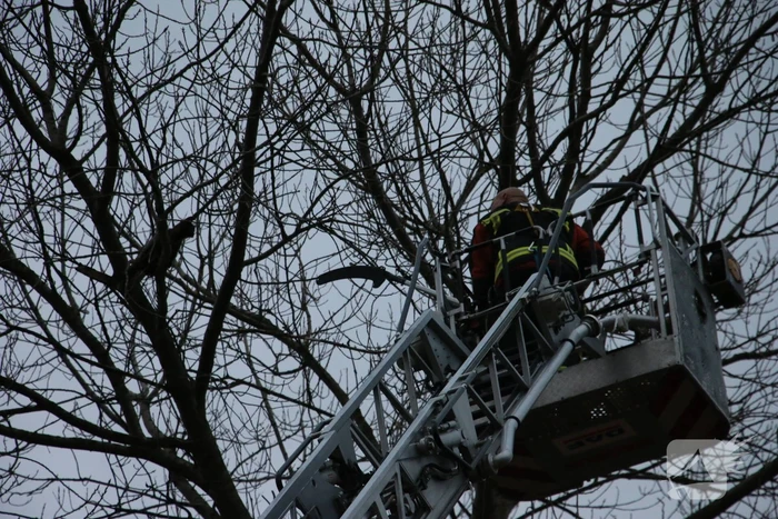 Brandweer red kat uit boom
