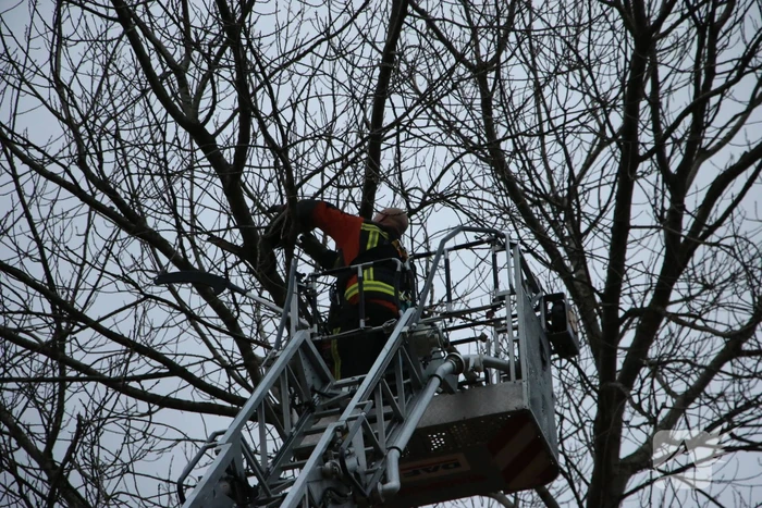 Brandweer red kat uit boom