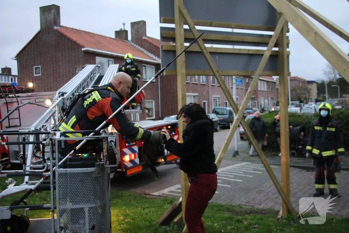 Brandweer red kat uit boom