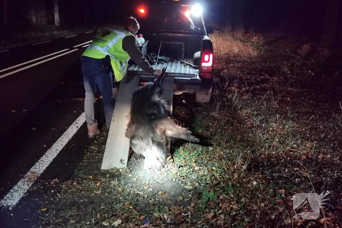 Wild zwijn overleden na aanrijding met auto