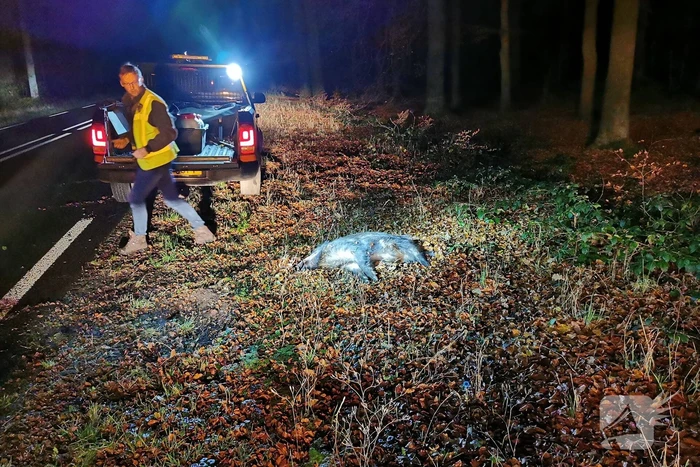 Wild zwijn overleden na aanrijding met auto
