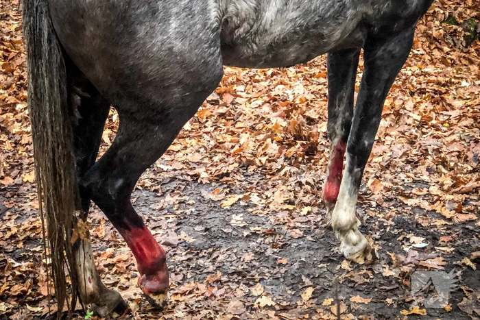 Paard glijdt uit op gladde loopbrug