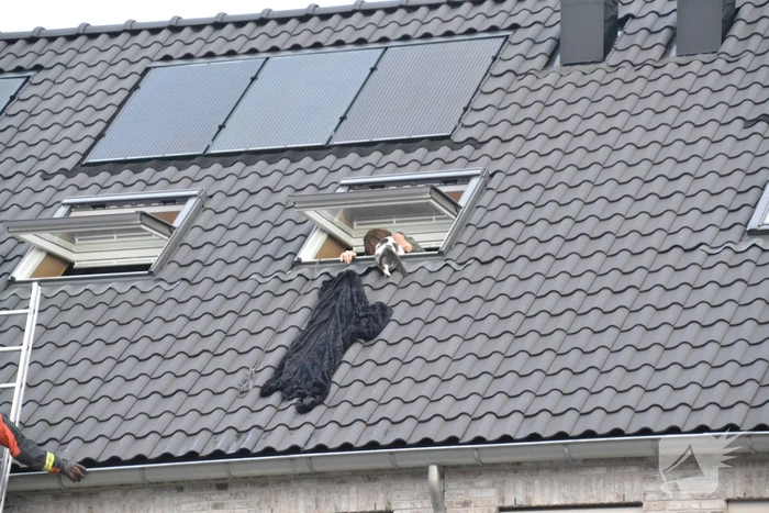 Kat in dakgoot van woning