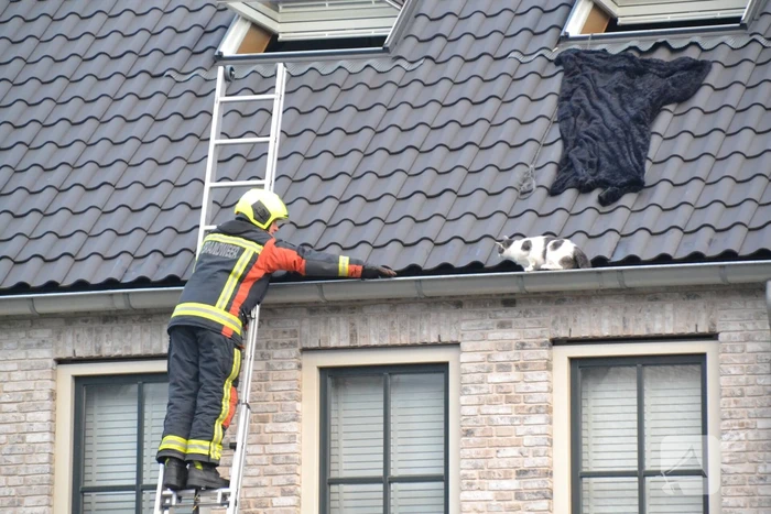 Kat in dakgoot van woning