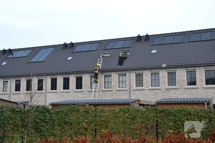 Kat in dakgoot van woning