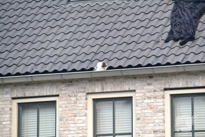 Kat in dakgoot van woning