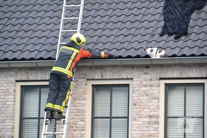 Kat in dakgoot van woning