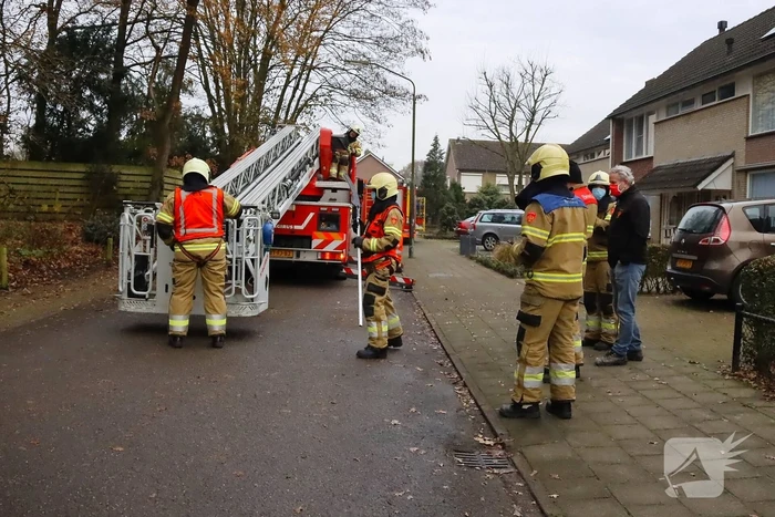Brandweer ingezet voor kat in de boom