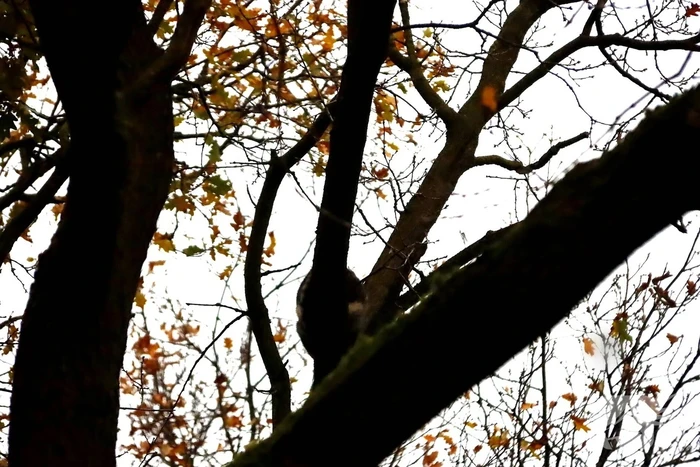Brandweer ingezet voor kat in de boom