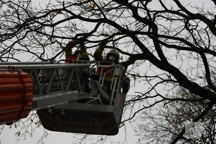 Brandweer ingezet voor kat in de boom