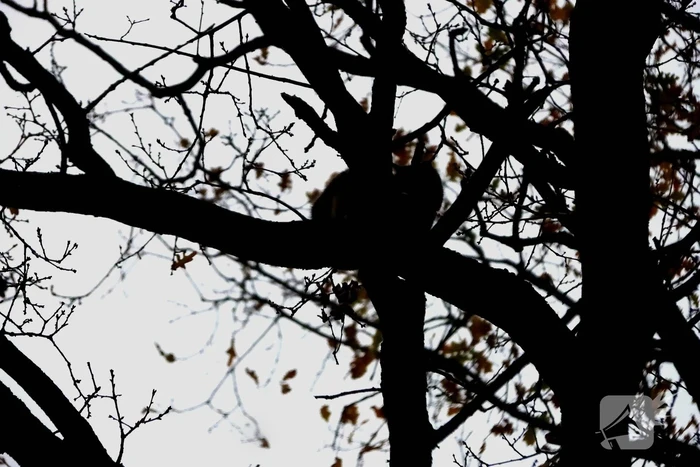 Brandweer ingezet voor kat in de boom