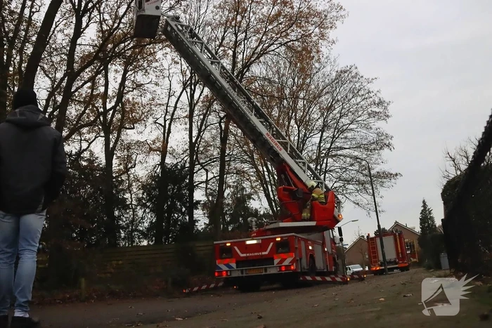 Brandweer ingezet voor kat in de boom
