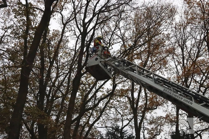 Brandweer ingezet voor kat in de boom