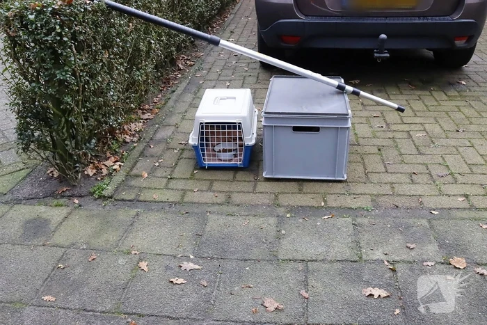 Brandweer ingezet voor kat in de boom