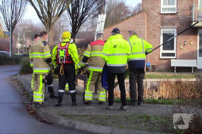 Gewonde zwaan uit water gehaald