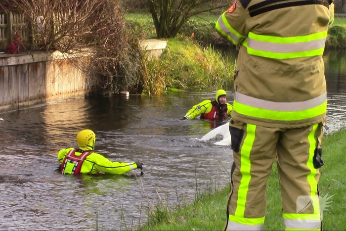Gewonde zwaan uit water gehaald