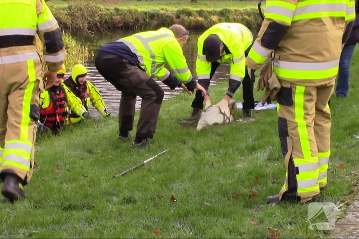 Gewonde zwaan uit water gehaald