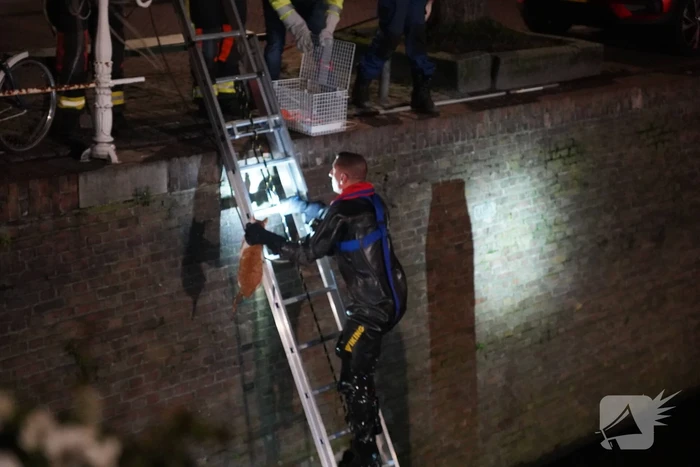Brandweer redt kat uit het water