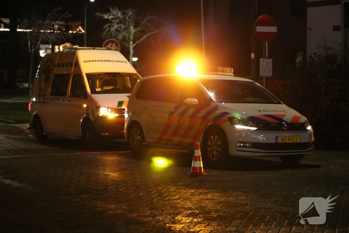 Voetganger met hond aangereden