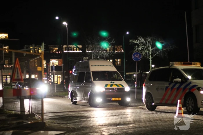 Voetganger met hond aangereden