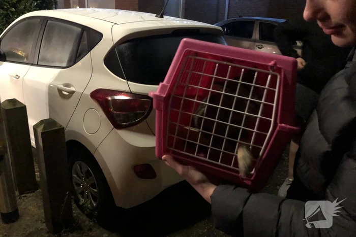Kat valt van schrik in schoorsteenpijp